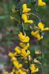 Scotch broom